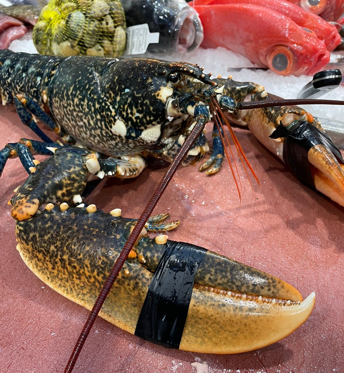 Bogavante