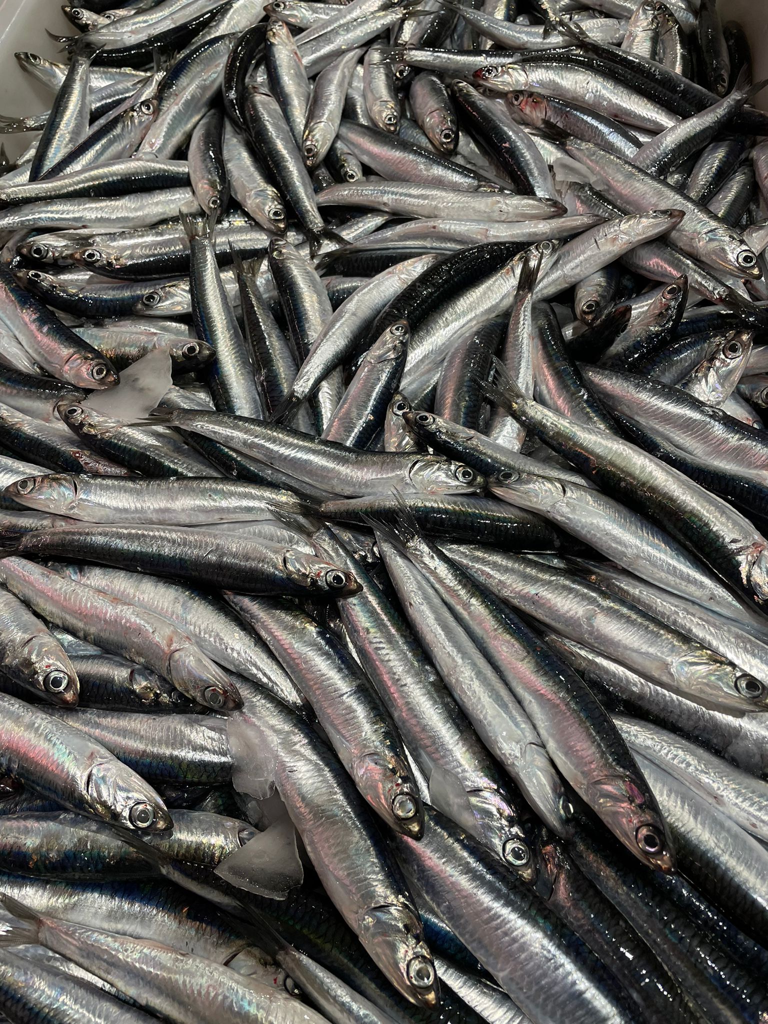 Boquerón