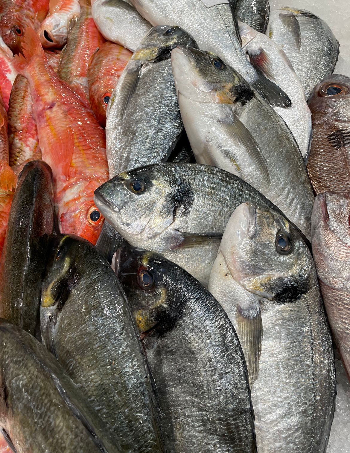 Dorada