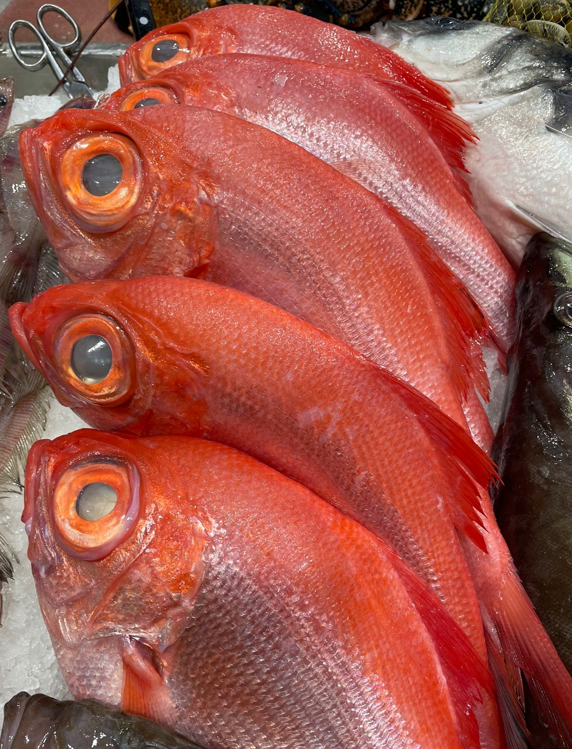 Palometa roja
