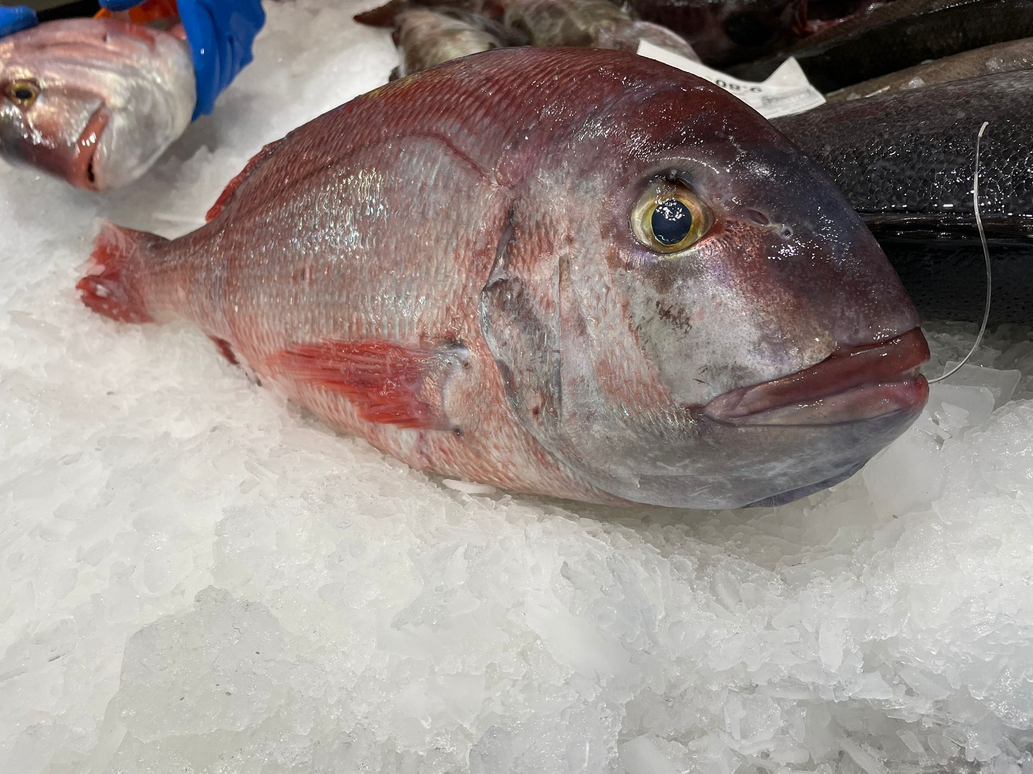 Pargo