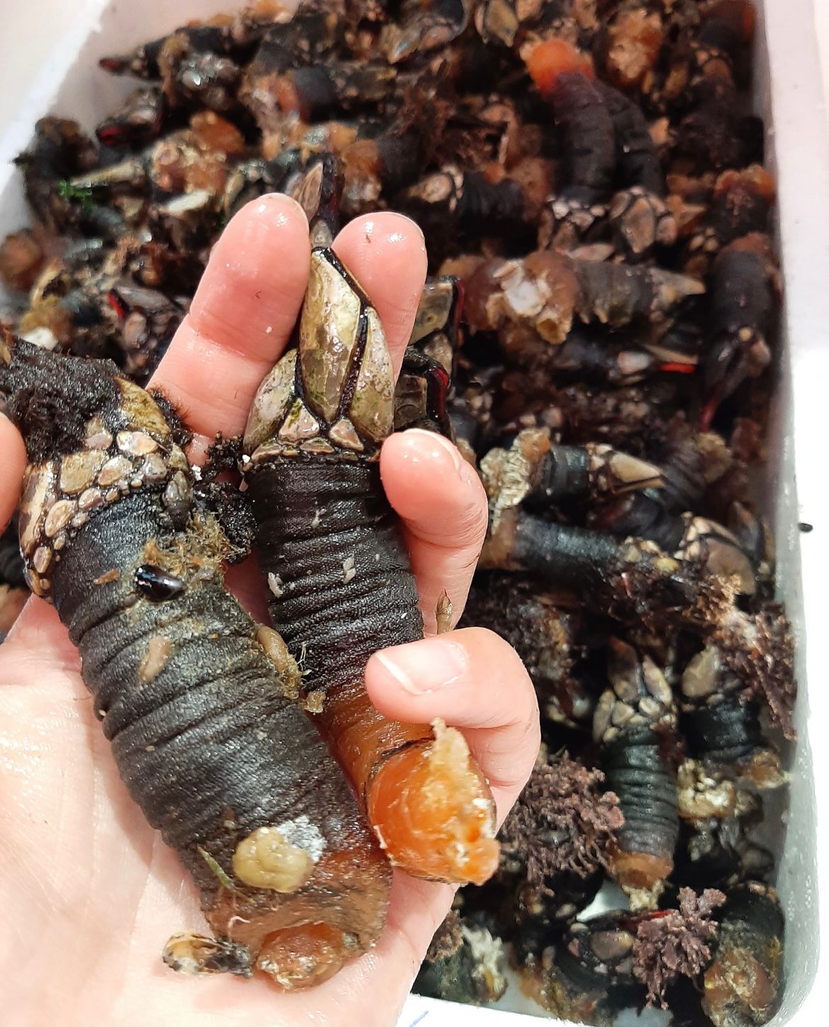 Percebes